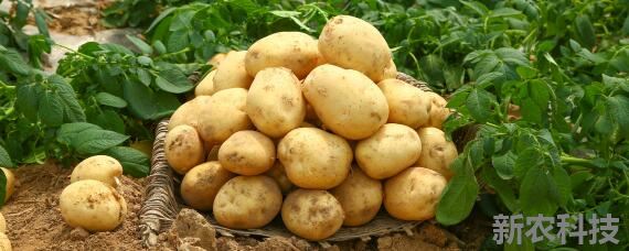 土豆的生长期是多少天