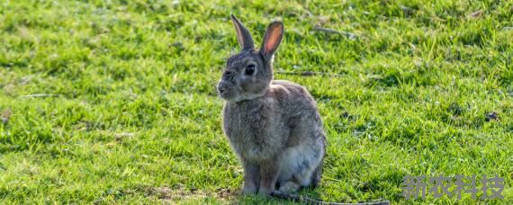野兔的生活规律和活动的环境