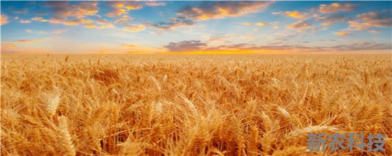 麦子一亩地播多少种