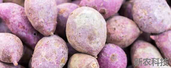 紫薯种植适合什么土壤