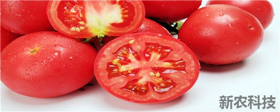西红柿种植栽培管理技术
