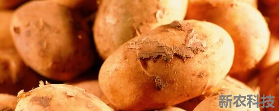 马铃薯适合什么土壤种植 马铃薯最好的种植方法是怎么种的