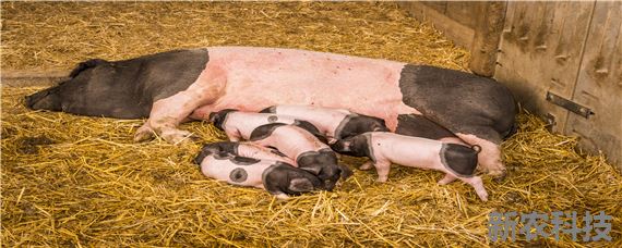 提高猪场母猪配种率的技术措施 提高母猪的配怀率