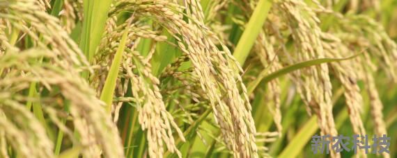 倒伏水稻收割方法