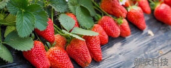 草莓适合什么土壤环境 草莓适合什么样的土壤