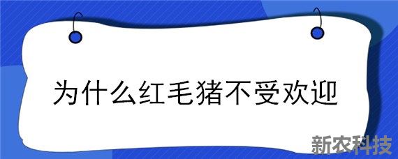 为什么红毛猪不受欢迎