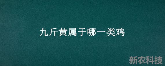 九斤黄属于哪一类鸡