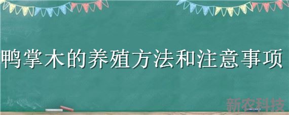 鸭掌木的养殖方法和注意事项