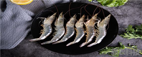 螺丝虾是淡水还是海水养的 螺丝虾是淡水虾还是海水虾
