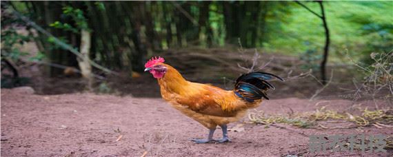 一只公鸡配多少只母鸡才合适 散养一只公鸡配多少只母鸡