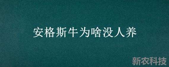 安格斯牛为啥没人养