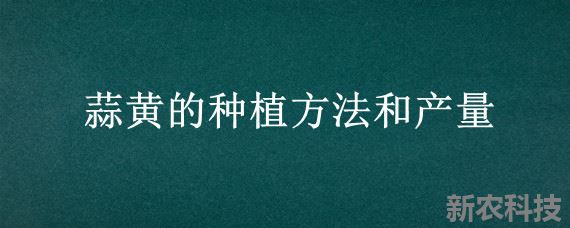 蒜黄的种植方法和产量