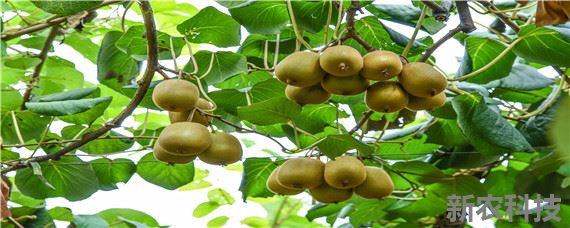 种植猕猴桃几年挂果