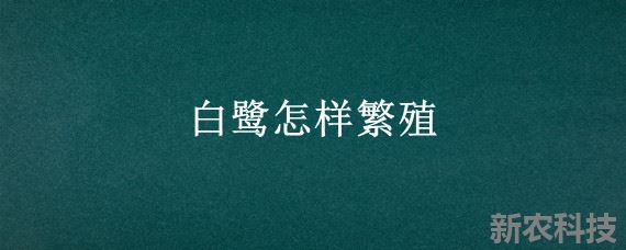 白鹭怎样繁殖