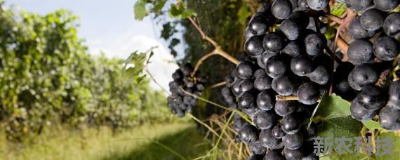 怎样培育葡萄效果更好 怎样培育葡萄更好蚂蚁庄园