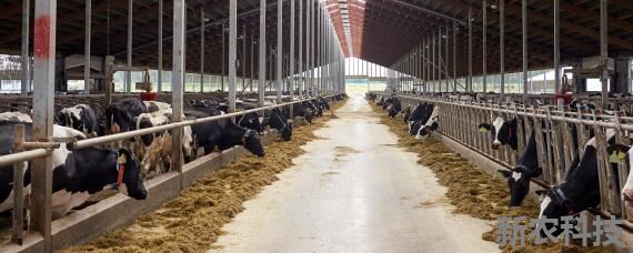 养牛大棚怎样建设 最新养牛牧场大棚怎么搭的