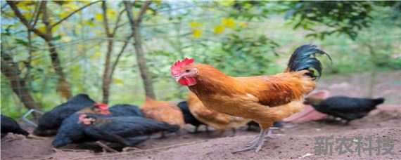 肉鸡怎么养才长得快 动物激素增重