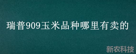 瑞普909玉米品种哪里有卖的