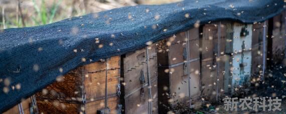 11月份收的蜂能不能过冬
