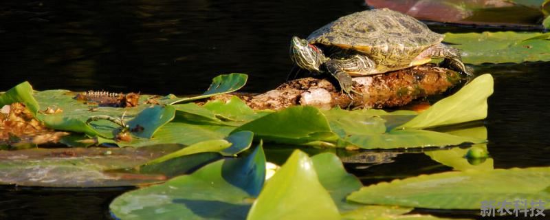 如何培养绿水养龟