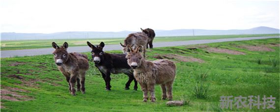 驴子的自然繁殖 驴子是由什么繁殖的