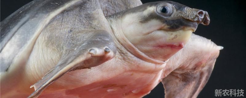 深水龟可以和地图鱼一起养吗