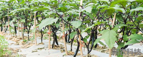 露天茄子种植间距 露天茄子的种植方法和时间