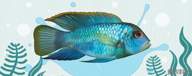 蓝宝石鱼为什么总咬鱼