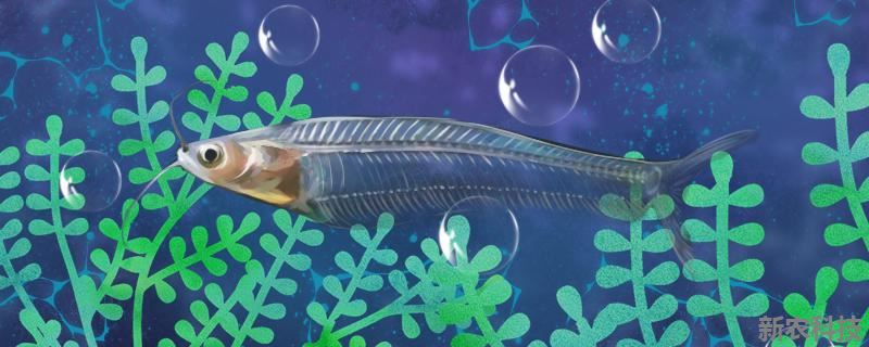 玻璃猫鱼可以和孔雀鱼一起养吗