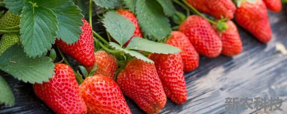草莓种植间距 草莓种植间距与株距