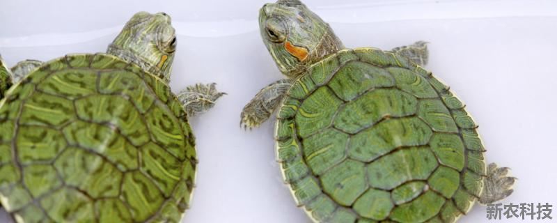 红耳龟怎么分公母 红耳巴西龟如何分公母