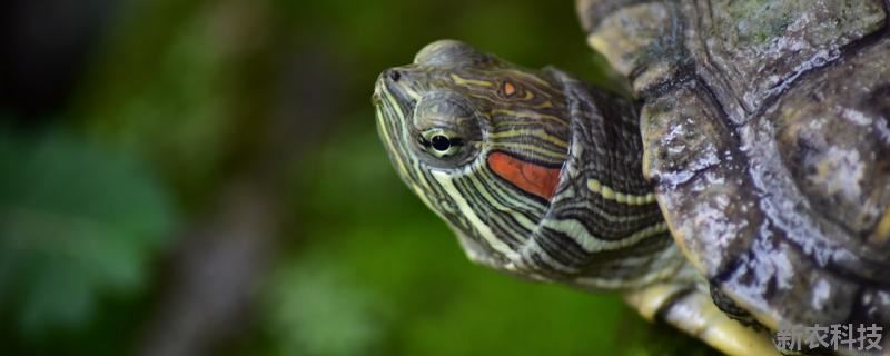 巴西龟快速长大方法