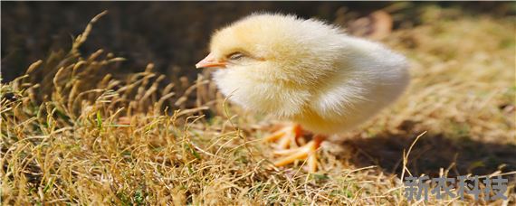 孵蛋器多久能孵出小鸡