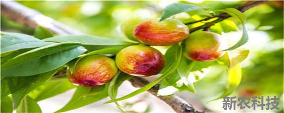 桃树追肥时间 桃树专用肥料