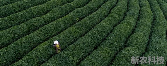 生态有机茶叶品质形成的关键技术