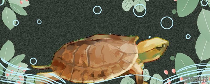 百色闭壳龟是水龟还是半水
