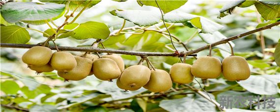 猕猴桃种植技术与栽培