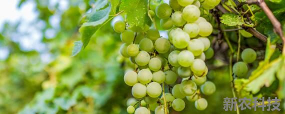 葡萄的种植条件和要求