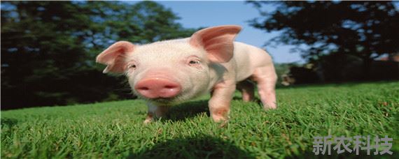 后备母猪配种最佳时期 后备母猪配种最佳时期体重