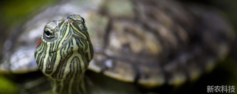 巴西彩龟能长多大