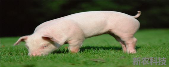 养猪技术与猪病防治