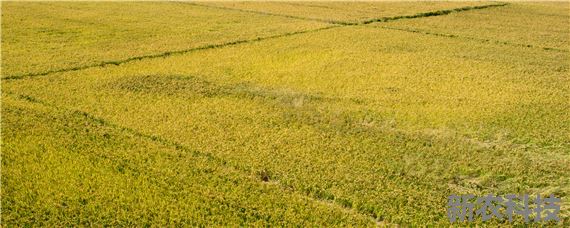 旱稻种植技术与管理 旱水稻种植技术