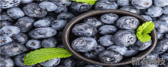 蓝莓的种植方法和技术