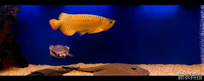 金龙鱼吃什么上色最好 金鱼吃什么上色快
