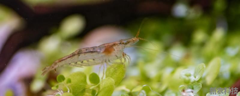 黑壳虾产卵后多久能孵化出小虾