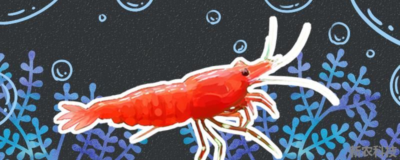 极火虾一年繁殖多少次