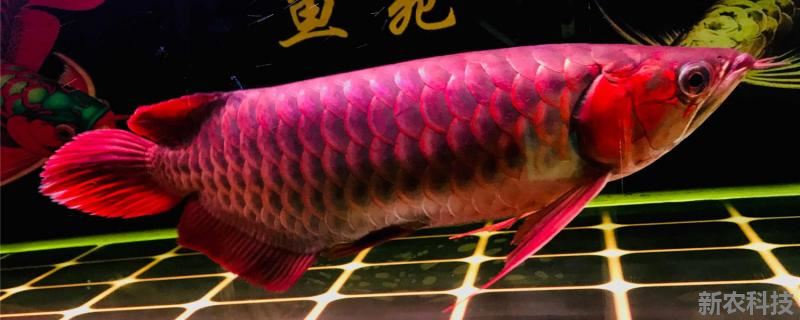 红龙鱼怎么分辨公母