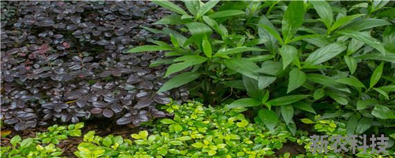 梯田茶叶种植条件 茶树为什么在梯田种植
