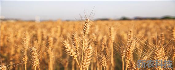 小麦的种植过程简写 小麦的种植过程简笔画