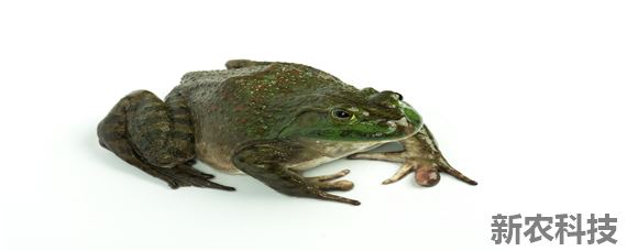 养殖牛蛙有寄生虫吗 养殖牛蛙有寄生虫还有激素